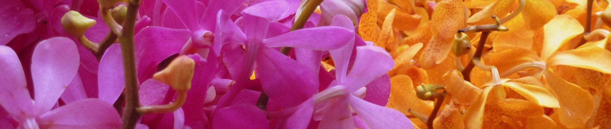 Thailand Nordthailand Chiang Mai Corinna Gogel 2017 Markt Orchideen