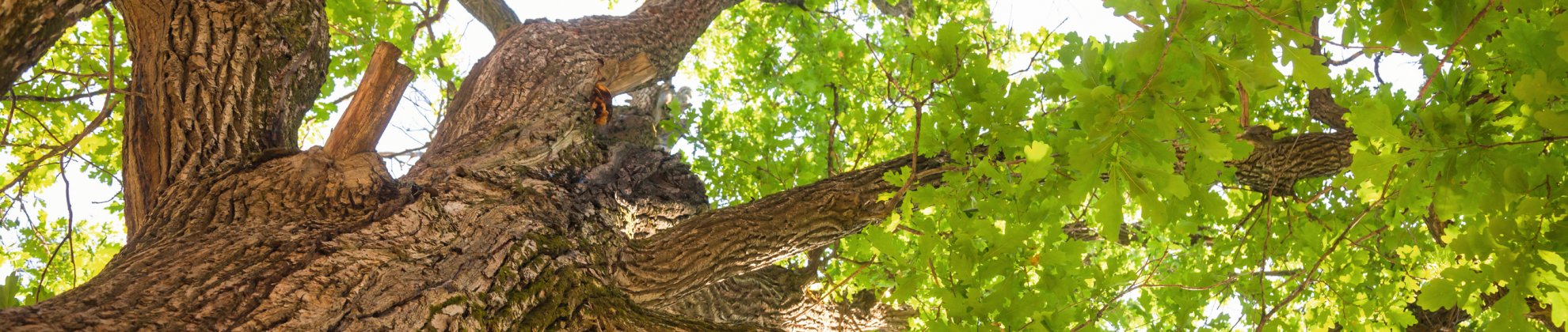 CSR Corporate Social Responsibility TourCert zertifiziert Baum Natur Nachhaltigkeit nachhaltig
