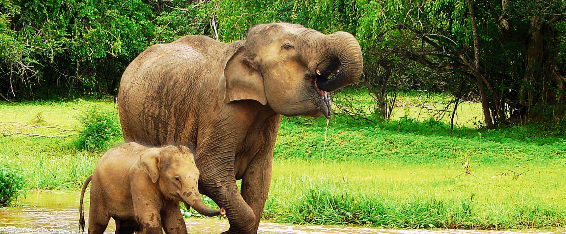 Sri Lanka Rundreisen Ayurveda Kuren Elefanten Natur