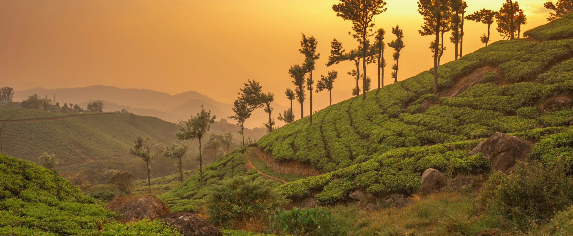 Urlaub Reise Reisen Indien Südindien Tee Teplantage Sonnenuntergang