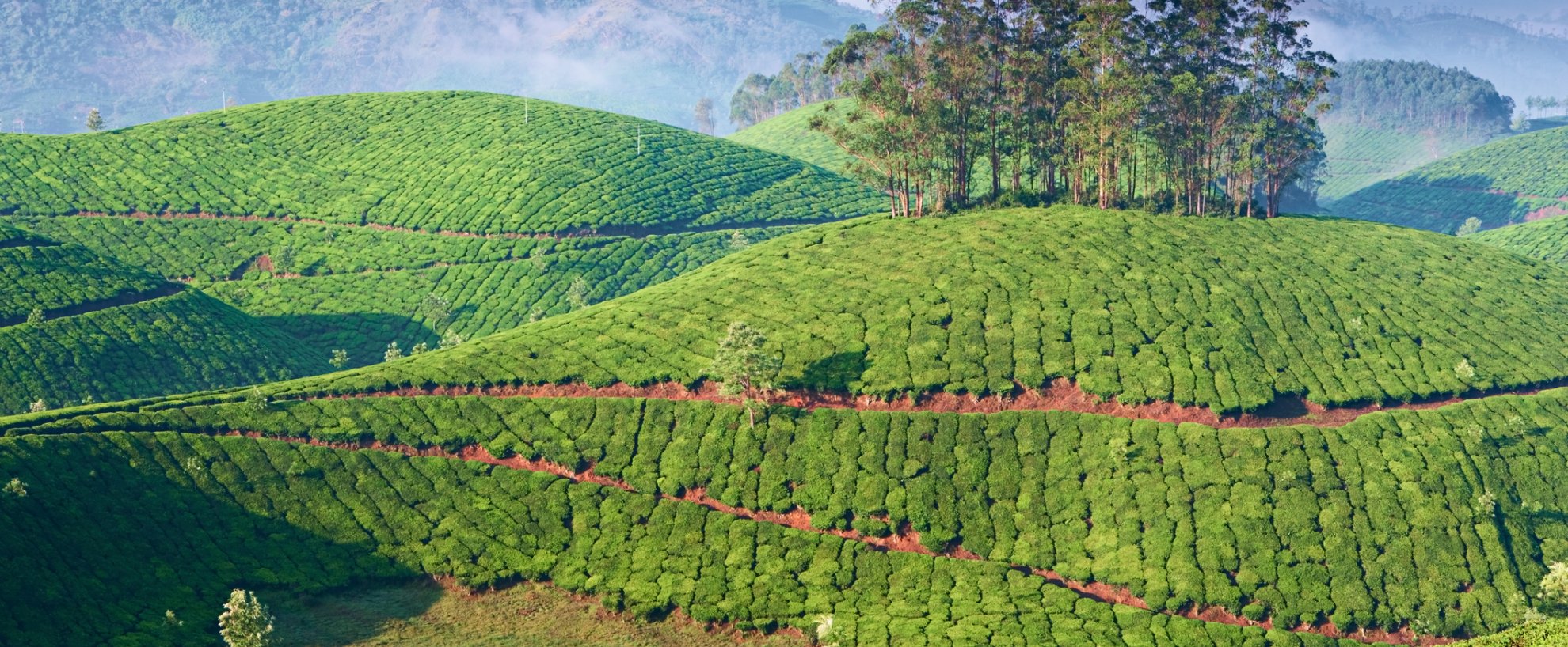 Indien Südindien Landschaft Natur Tee Teeplantagen Teeanbau