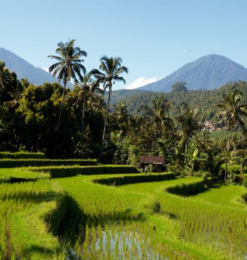 Bali Reiseterrassen