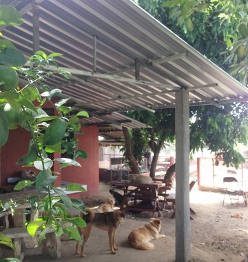 Chiang Mai Tierheim Help for Dogs von Corinna Gogel