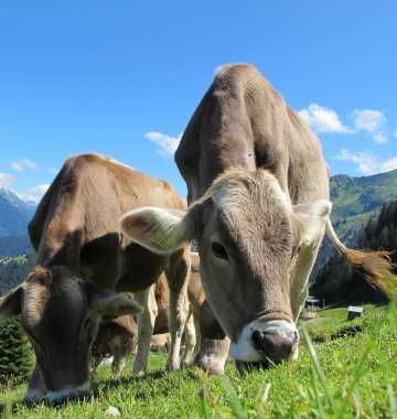 Österreich Alpen Kühe Berge Weide Wiesen