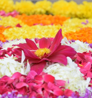 Für das Onam Fest wird in jedem Haus ein bunter Blütenteppich hergerichtet