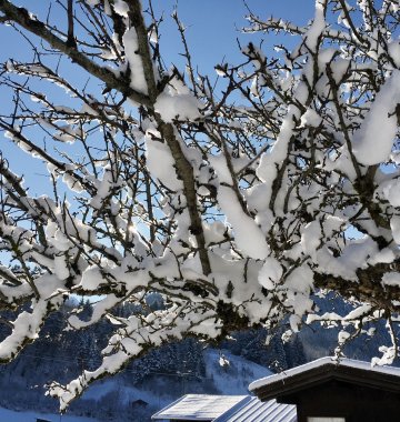 Mit Schnee verzierte Äste in Tirol