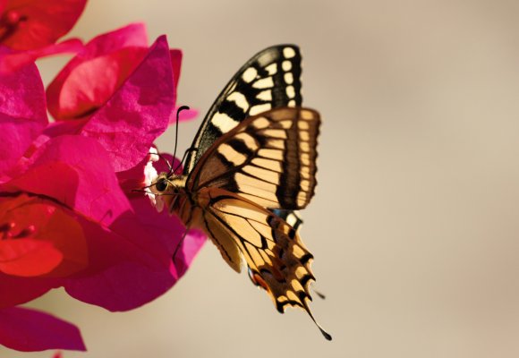 Urlaub Reise Reisen Natur Schmetterling Blume