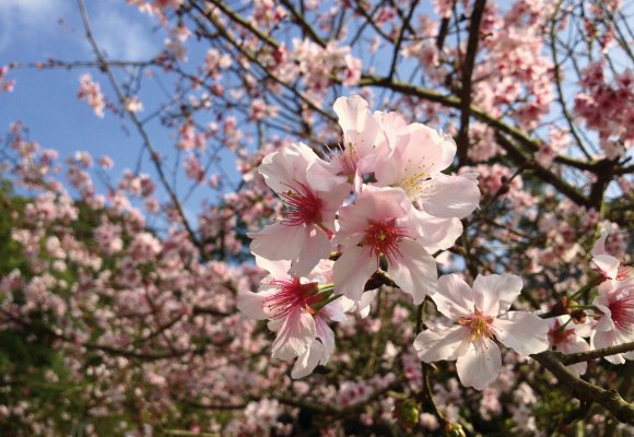 Urlaub Reise Reisen Blumen Blume Blüten Kirsche Kirschbaum 
