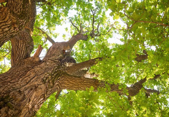 CSR Corporate Social Responsibility TourCert zertifiziert Baum Natur Nachhaltigkeit nachhaltig