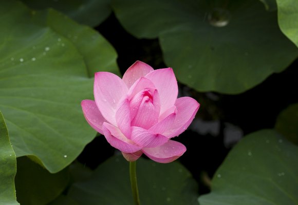 Lotus Blume